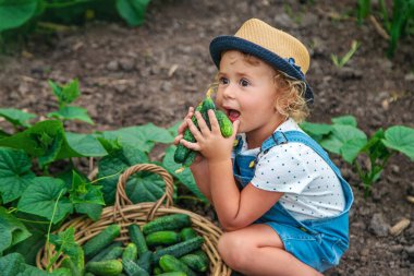 Bir çocuk bahçede salatalık topluyor. Seçici odaklanma. çocuk.