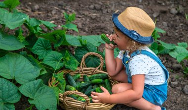 Bir çocuk bahçede salatalık topluyor. Seçici odaklanma. çocuk.