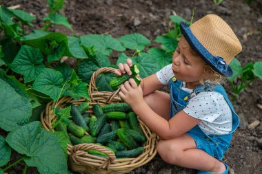 Bir çocuk bahçede salatalık topluyor. Seçici odaklanma. çocuk.