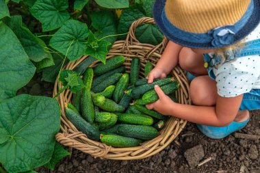 Bir çocuk bahçede salatalık topluyor. Seçici odaklanma. çocuk.