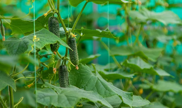 Cucumbers Grow Greenhouse Selective Focus Food — Stock Photo, Image