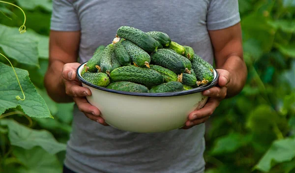 Чоловік Фермер Збирає Огірки Теплиці Вибірковий Фокус Їжа — стокове фото
