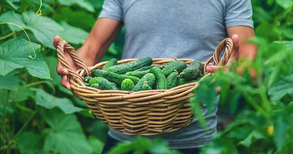 Ein Männlicher Bauer Erntet Einem Gewächshaus Gurken Selektiver Fokus Lebensmittel — Stockfoto