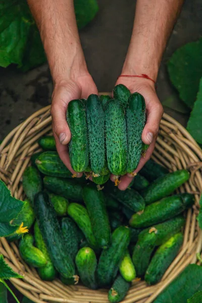 Agricultor Sexo Masculino Colhe Pepinos Estufa Foco Seletivo Alimentos — Fotografia de Stock