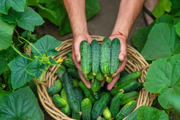 Чоловік Фермер Збирає Огірки Теплиці Вибірковий Фокус Їжа — стокове фото