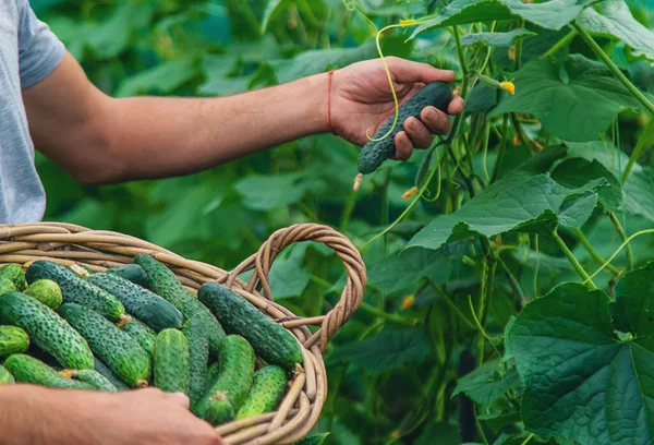 Een Mannelijke Boer Oogst Komkommers Een Kas Selectieve Focus Levensmiddelen — Stockfoto