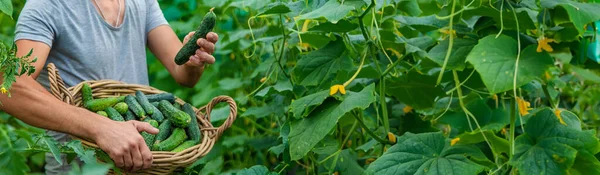 Een Mannelijke Boer Oogst Komkommers Een Kas Selectieve Focus Levensmiddelen — Stockfoto