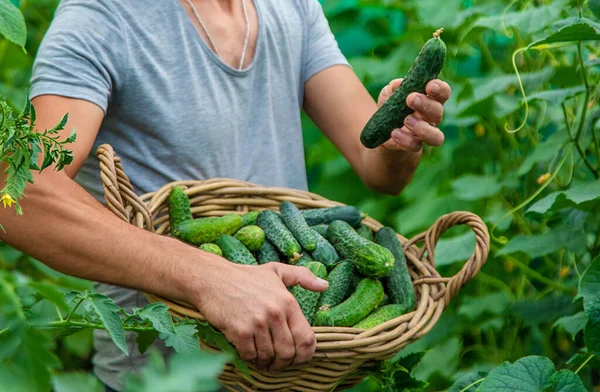 Erkek Bir Çiftçi Bir Serada Salatalık Topluyor Seçici Odaklanma Yiyecek — Stok fotoğraf