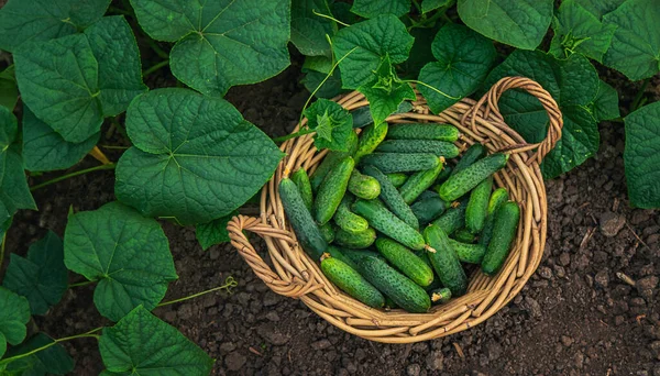 Komkommers Groeien Een Kas Selectieve Focus Voedsel — Stockfoto