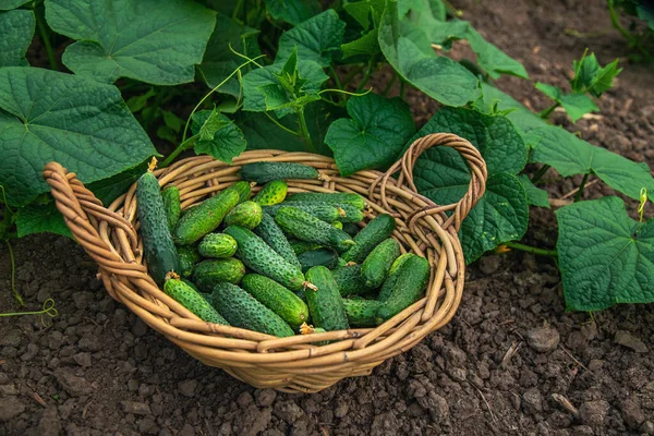 Komkommers Groeien Een Kas Selectieve Focus Voedsel — Stockfoto
