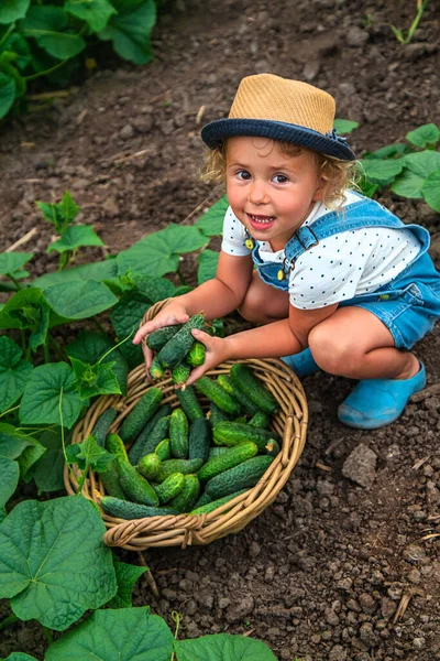 Dítě Sklízí Okurky Zahradě Selektivní Soustředění Dítě — Stock fotografie
