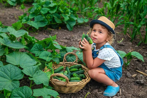 子供は庭でキュウリを収穫します 選択的フォーカス 子供よ — ストック写真