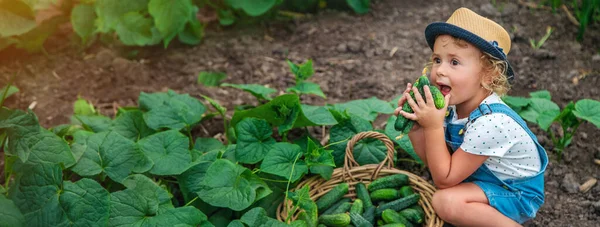 Bir Çocuk Bahçede Salatalık Topluyor Seçici Odaklanma Çocuk — Stok fotoğraf