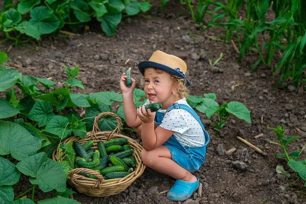 Дитина Збирає Огірки Саду Вибірковий Фокус Дитина — стокове фото