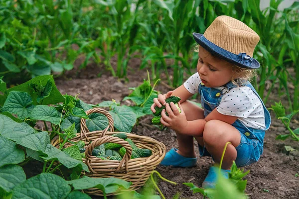 Uma Criança Colhe Pepinos Jardim Foco Seletivo Miúdo — Fotografia de Stock