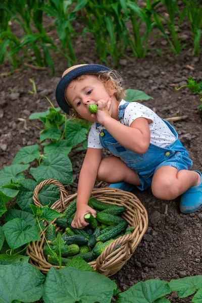 Dítě Sklízí Okurky Zahradě Selektivní Soustředění Dítě — Stock fotografie