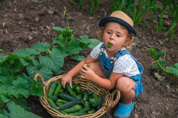 Bir Çocuk Bahçede Salatalık Topluyor Seçici Odaklanma Çocuk — Stok fotoğraf