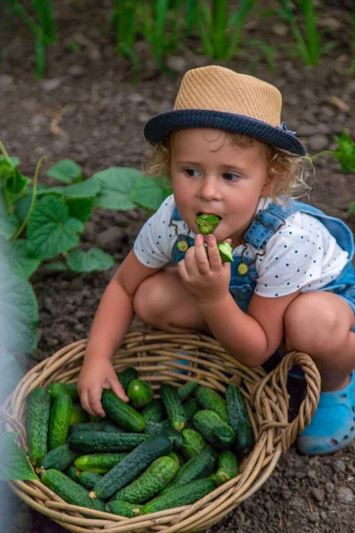 Дитина Збирає Огірки Саду Вибірковий Фокус Дитина — стокове фото