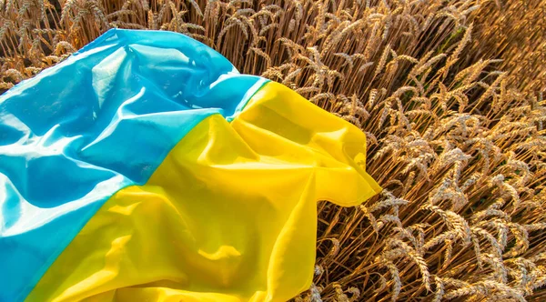 밀밭에서 우크라이나의 선택적인 자연은 — 스톡 사진