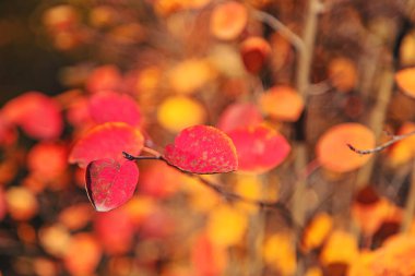 Parkta sonbahar yaprakları. Seçici odaklanma. Doğa.