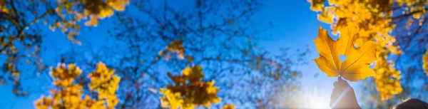 Осенний Ребенок Парке Желтыми Листьями Выборочный Фокус Kid — стоковое фото