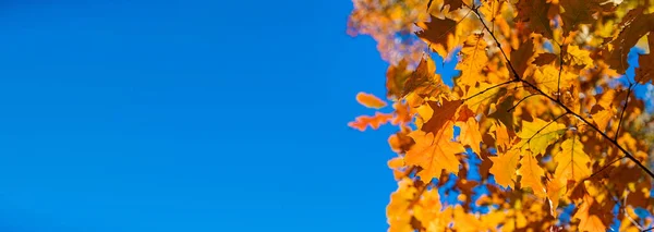 Осенние Листья Парке Выборочный Фокус Природа — стоковое фото