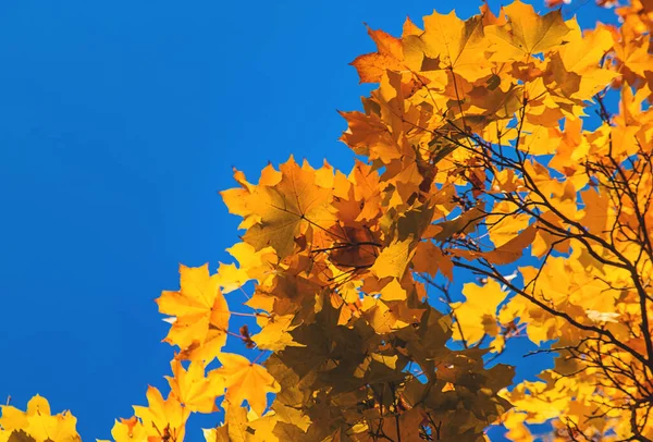 Осенние Листья Парке Выборочный Фокус Природа — стоковое фото