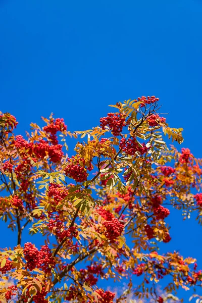 Горный Пепел Осенью Парке Парке Выборочный Фокус Природа — стоковое фото