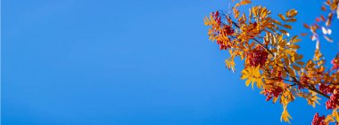 Sonbaharda parkta dağ külleri. Parktayım. Seçici odaklanma. Doğa.