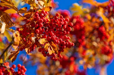Sonbaharda parkta dağ külleri. Parktayım. Seçici odaklanma. Doğa.