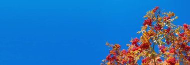 Sonbaharda parkta dağ külleri. Parktayım. Seçici odaklanma. Doğa.