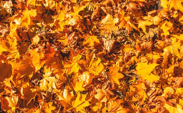 Autumn Leaves Park Selective Focus Nature — Stock Photo, Image