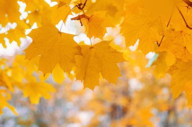 Sonbahar ağaçları gökyüzüne karşı yapraklar. Seçici odaklanma. Doğa.