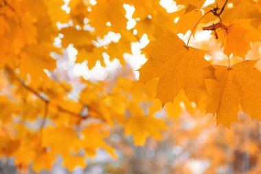 Sonbahar ağaçları gökyüzüne karşı yapraklar. Seçici odaklanma. Doğa.