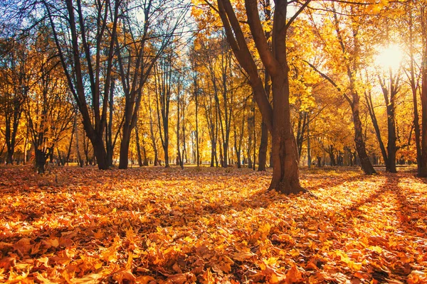 Parque Outono Desfocado Folhas Amarelas Fundo Foco Seletivo Natureza — Fotografia de Stock