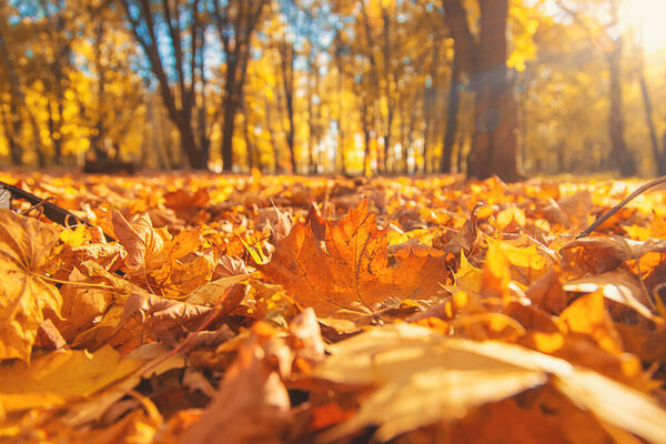 Осенний парк размыл фон желтых листьев. Выборочный фокус. Природа.