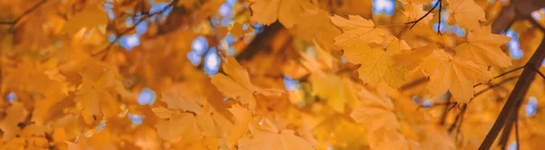Осенние Деревья Листья Фоне Неба Выборочный Фокус Природа — стоковое фото