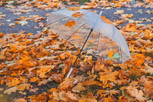 Parasol Jesień Piękne Żółte Liście Parku Deszczowym Wybiórcze Skupienie Przyroda — Zdjęcie stockowe