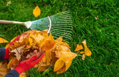 Sonbahar parkındaki yaprakları temizliyorum. Seçici odaklanma. Doğa.