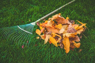 Sonbahar parkındaki yaprakları temizliyorum. Seçici odaklanma. Doğa.