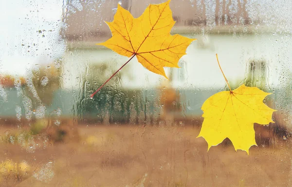 Yellow leaves on the window. Selective focus. Nature.