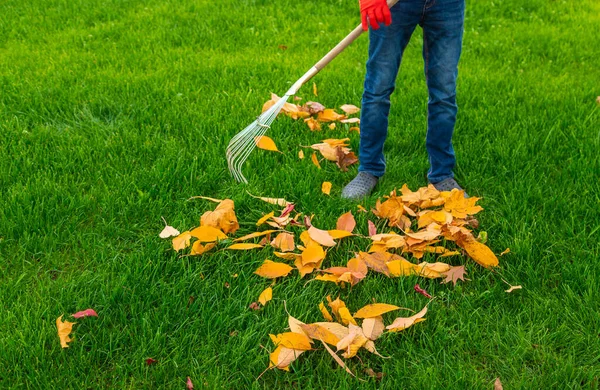 秋の公園で葉を掃除する 選択的な焦点 自然界について — ストック写真