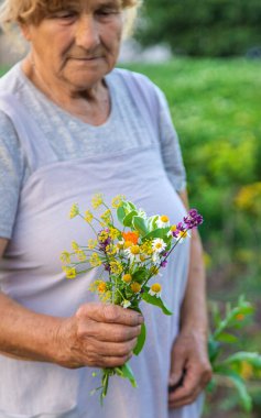 Yaşlı bir kadın elinde şifalı bitkiler ve çiçekler tutuyor. Seçici odaklanma. Doğa.