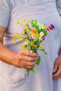 Yaşlı bir kadın elinde şifalı bitkiler ve çiçekler tutuyor. Seçici odaklanma. Doğa.