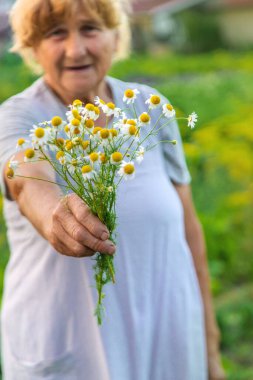 Yaşlı bir kadın elinde şifalı bitkiler ve çiçekler tutuyor. Seçici odaklanma. Doğa.