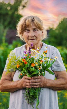 Yaşlı bir kadın elinde şifalı bitkiler ve çiçekler tutuyor. Seçici odaklanma. Doğa.