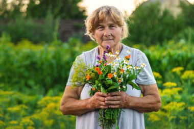 Yaşlı bir kadın elinde şifalı bitkiler ve çiçekler tutuyor. Seçici odaklanma. Doğa.