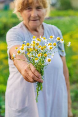 Yaşlı bir kadın elinde şifalı bitkiler ve çiçekler tutuyor. Seçici odaklanma. Doğa.