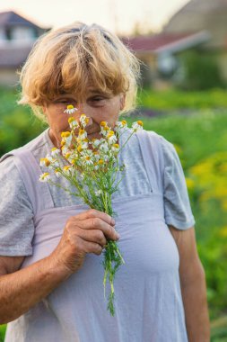 Yaşlı bir kadın elinde şifalı bitkiler ve çiçekler tutuyor. Seçici odaklanma. Doğa.