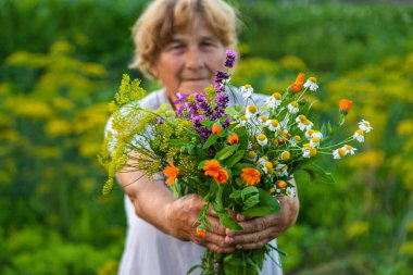 Yaşlı bir kadın elinde şifalı bitkiler ve çiçekler tutuyor. Seçici odaklanma. Doğa.
